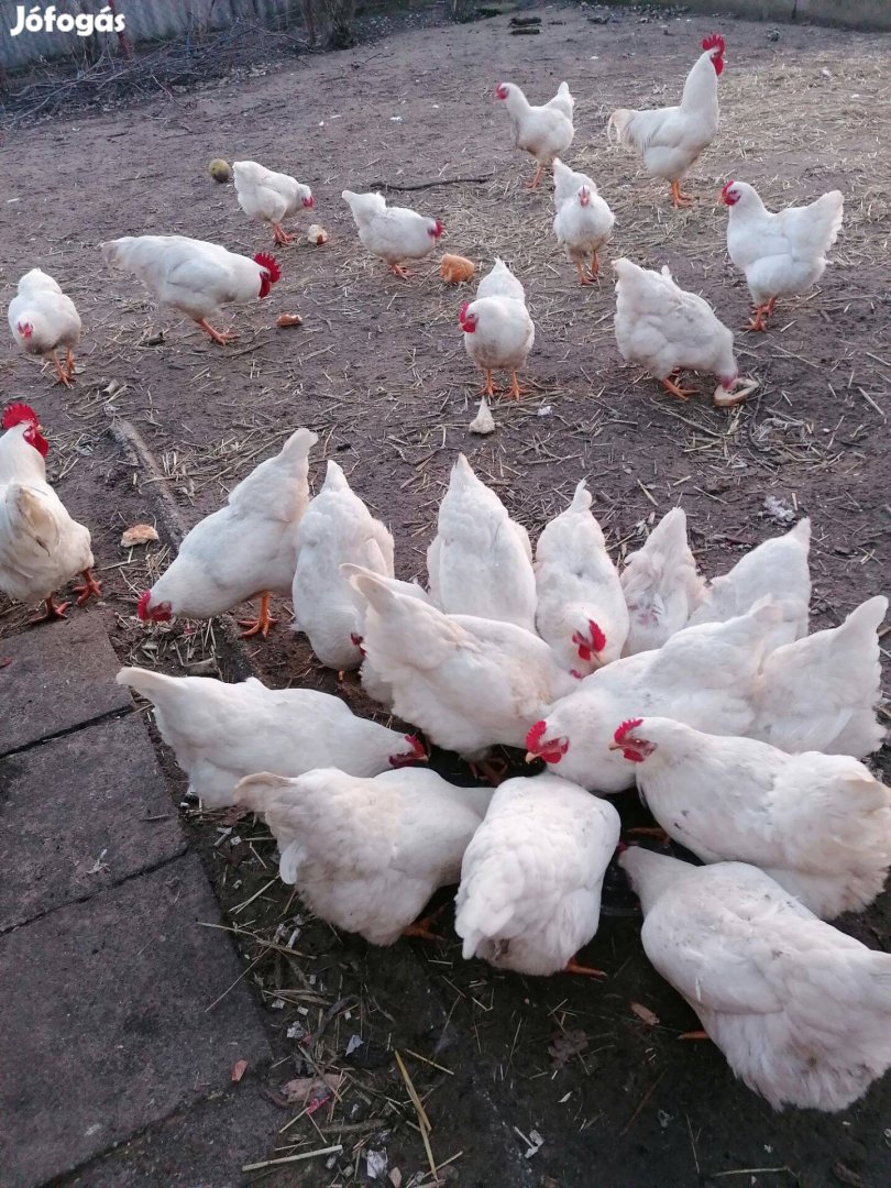 Keltetésre alkalmas tenyésztojás eladó