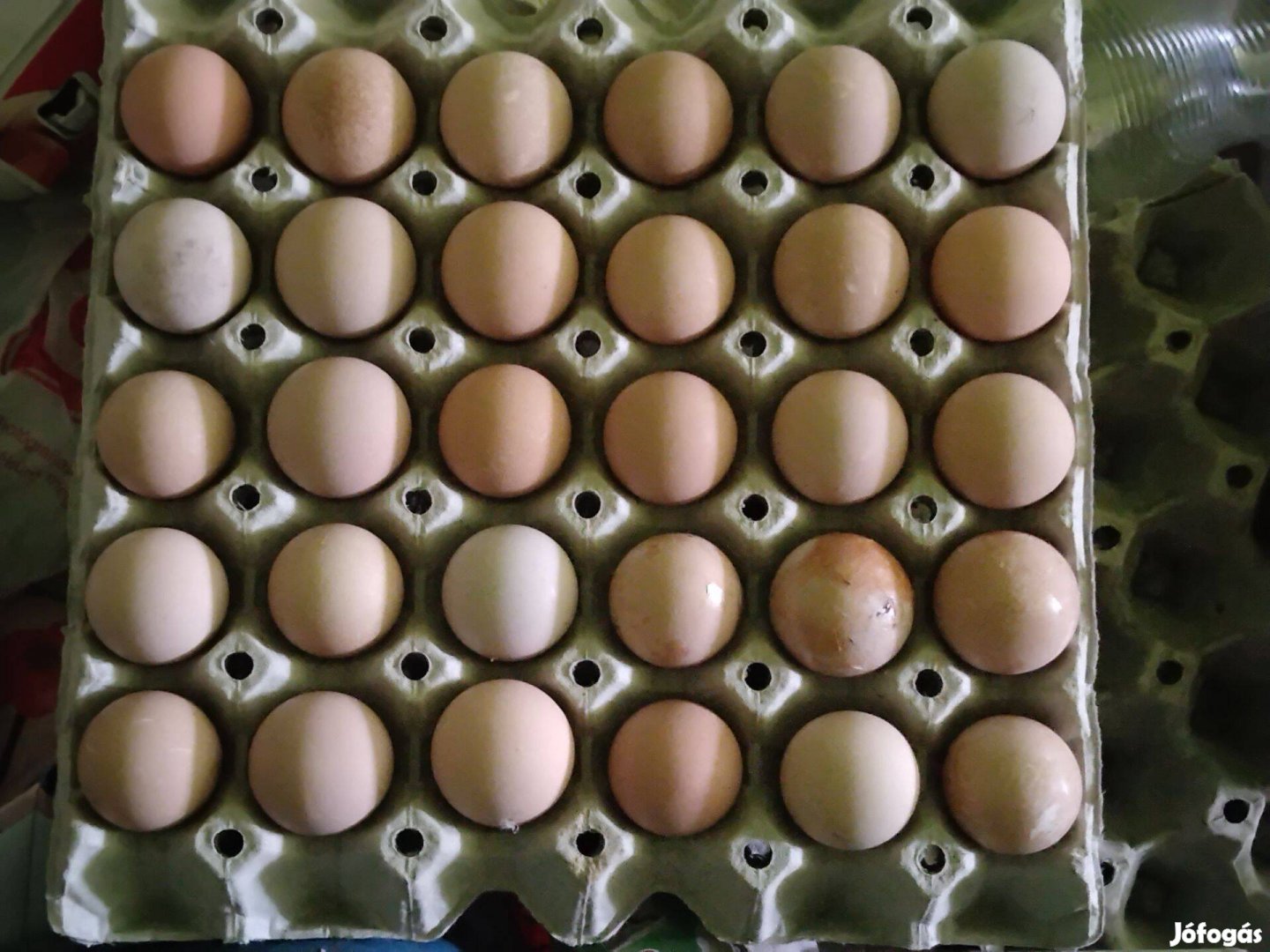 Keltetesre gyöngyös tojás vihető