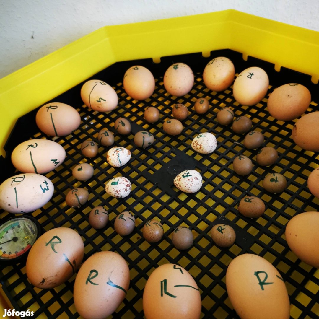 Keltetni való friss tyúk tojás 