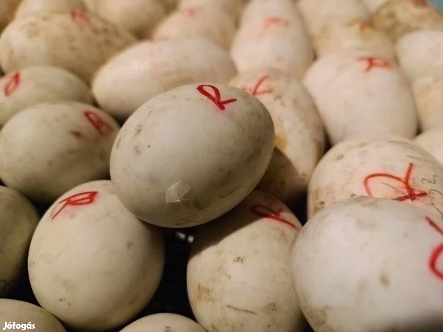 Keltetni való indiai futókacsa tojások