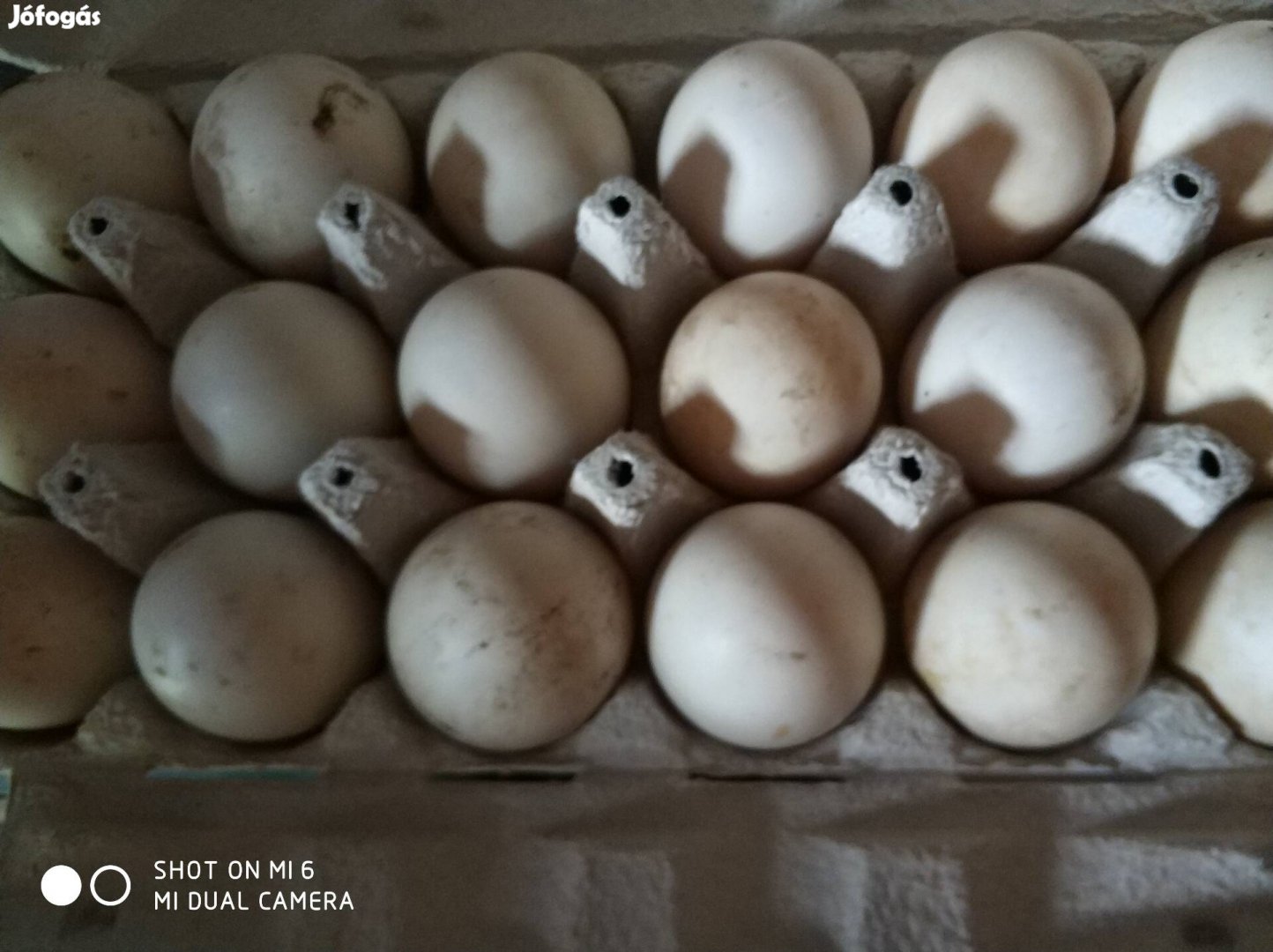 Keltetni való kacsa tojás