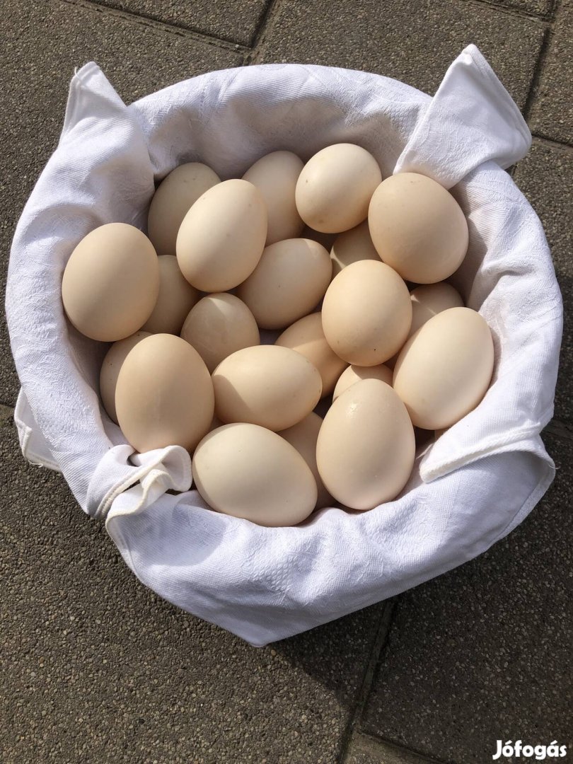 Keltetni való néma kacsa tojás eladó