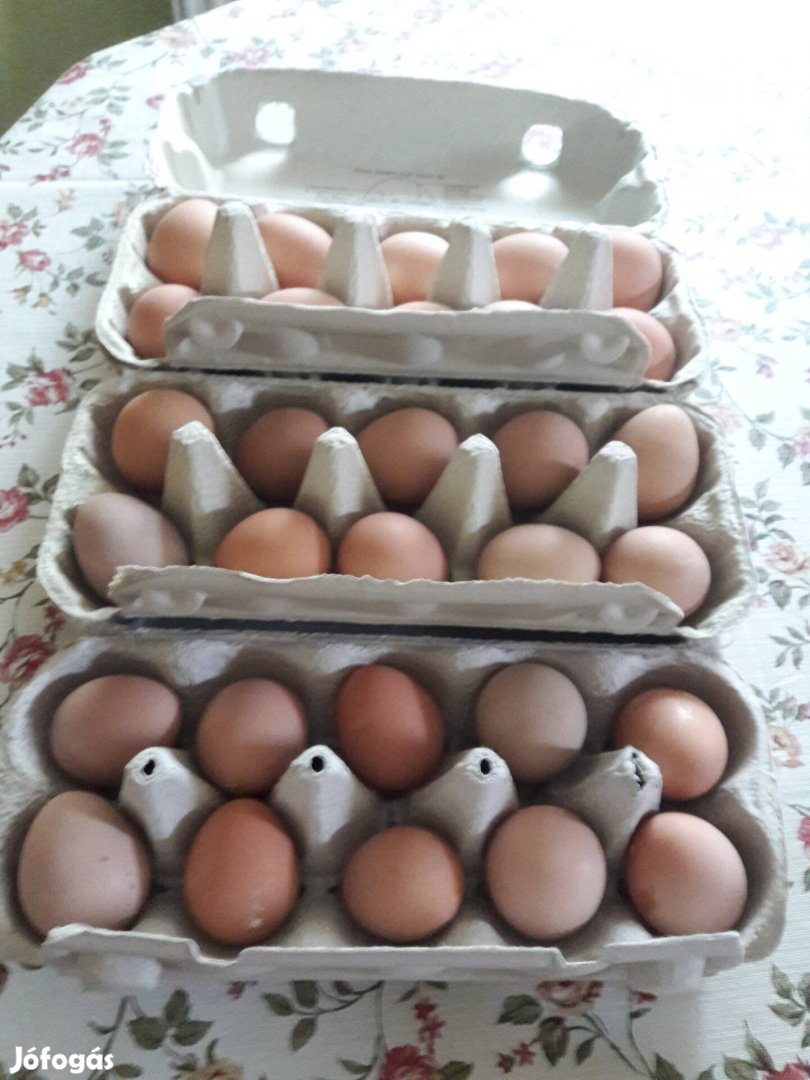 Keltetni való paraszt gyöngytyúk tojás eladó.  150/db