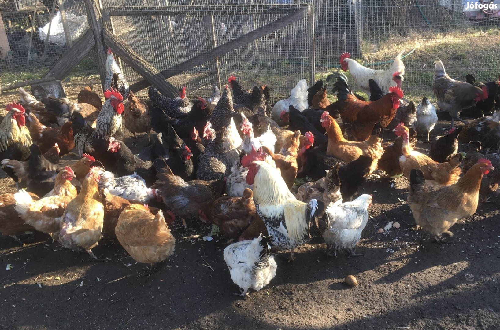 Keltetni való tanyasi tyúk tojás szabad tartású tyukoktól