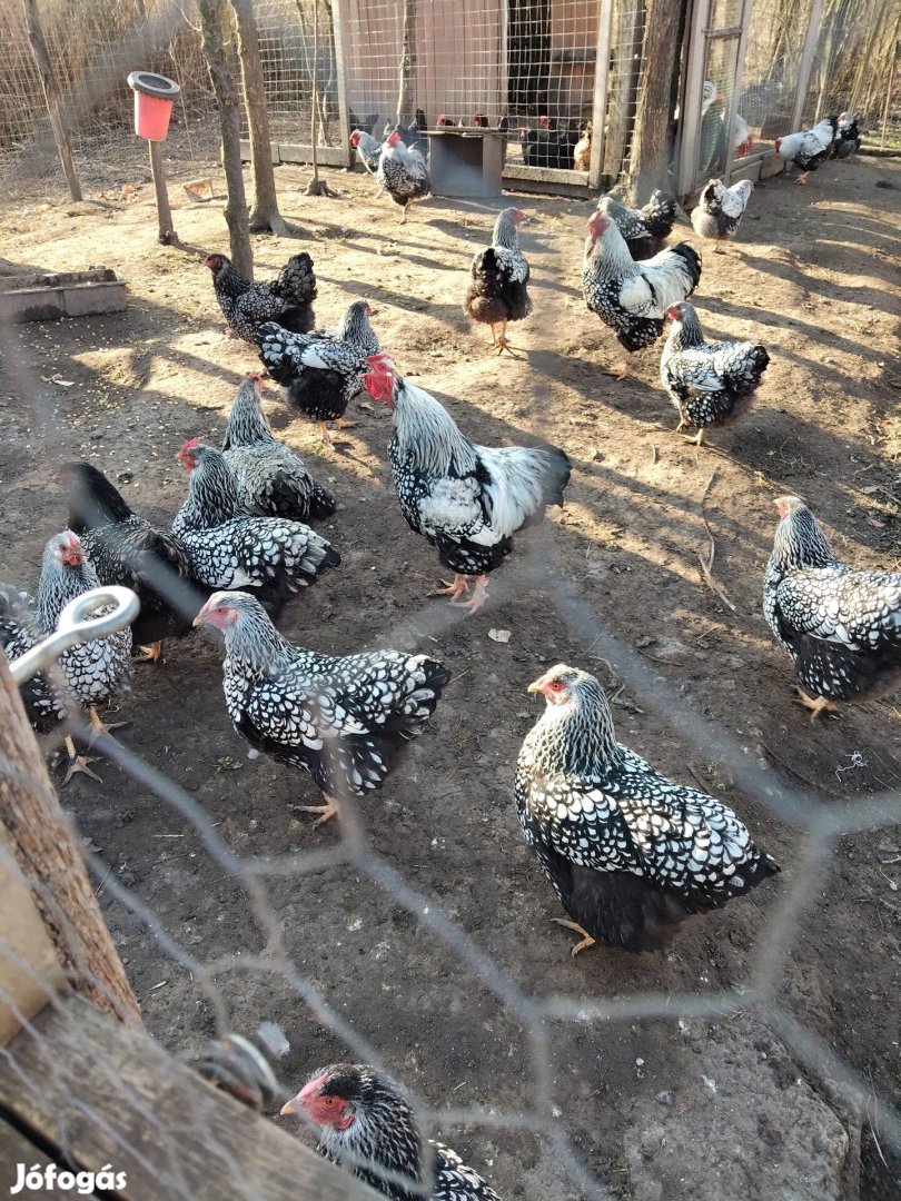 Keltetni való tojás.