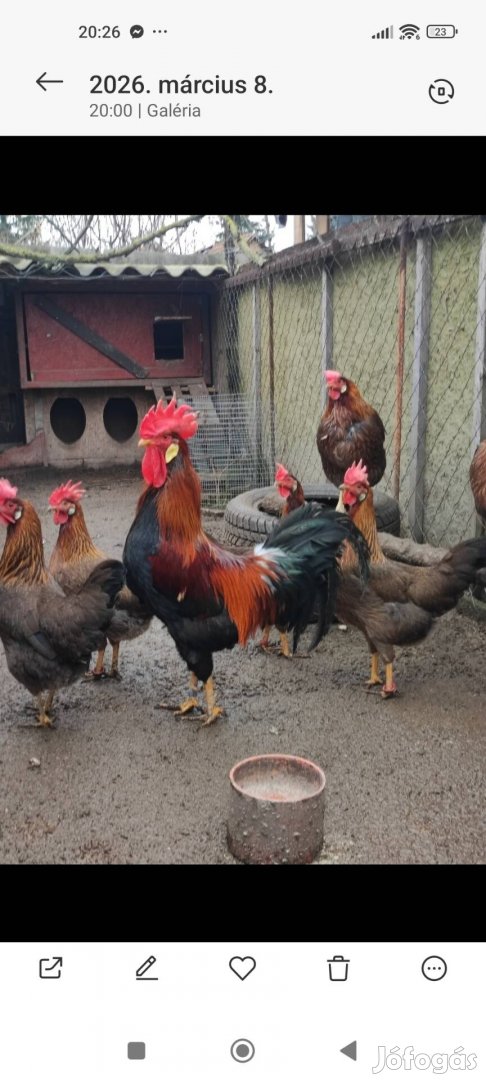 Keltetni valo tojás. Több fajta .