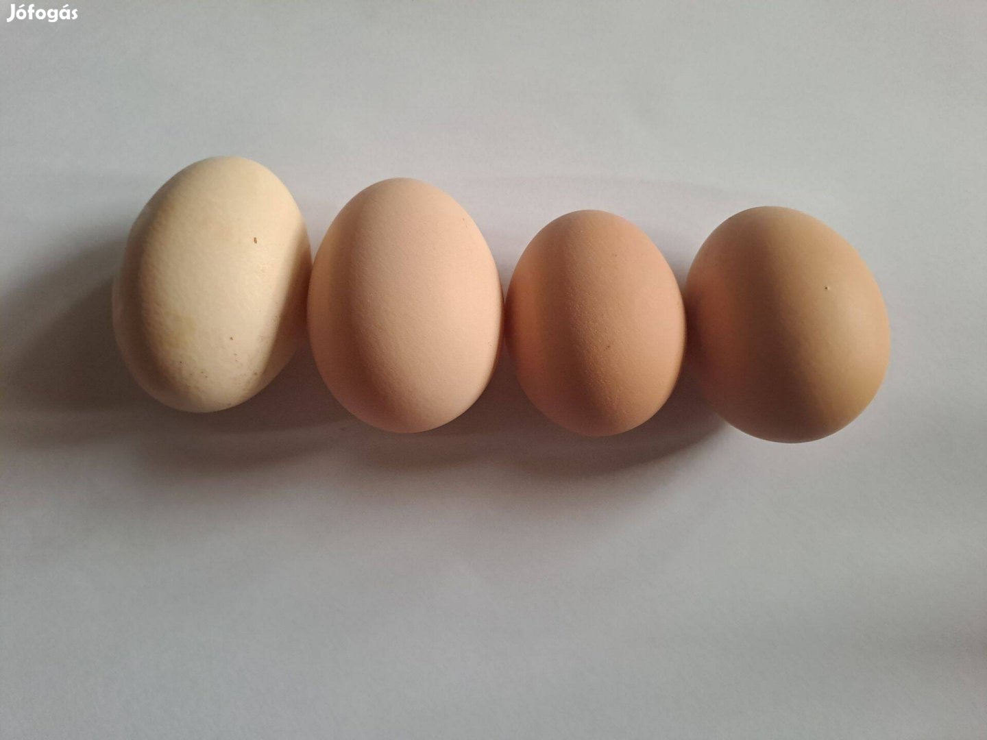 Keltetni való tojás eladó Akció! 99% termékeny Több db akár rendelésre