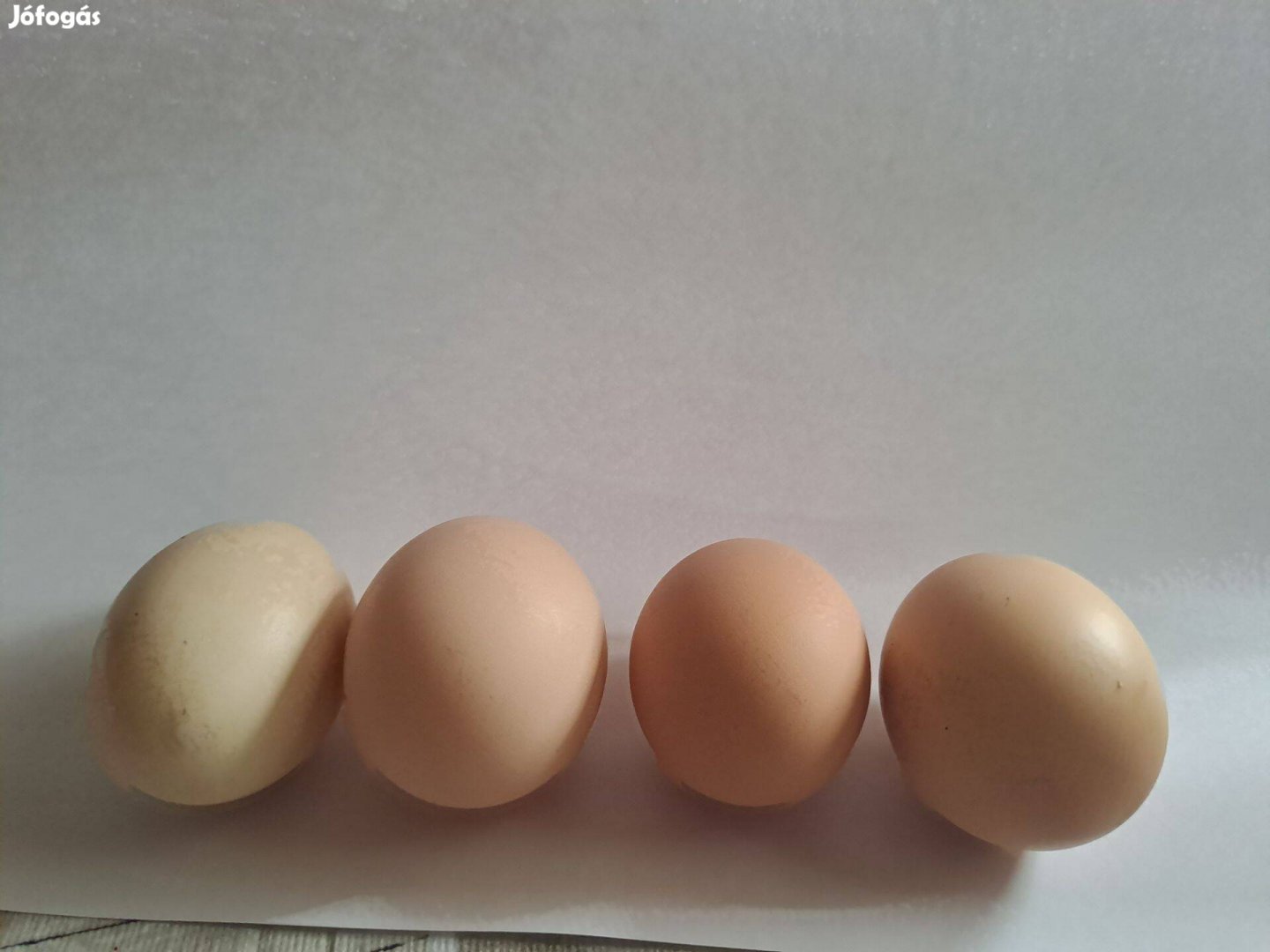 Keltetni való tojás eladó Akció! Több db akár rendelésre