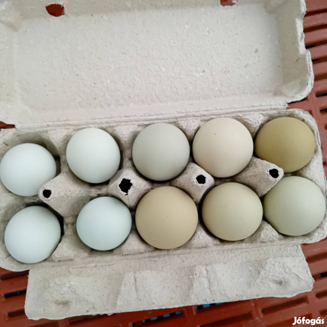 Keltetni való tojások eladók
