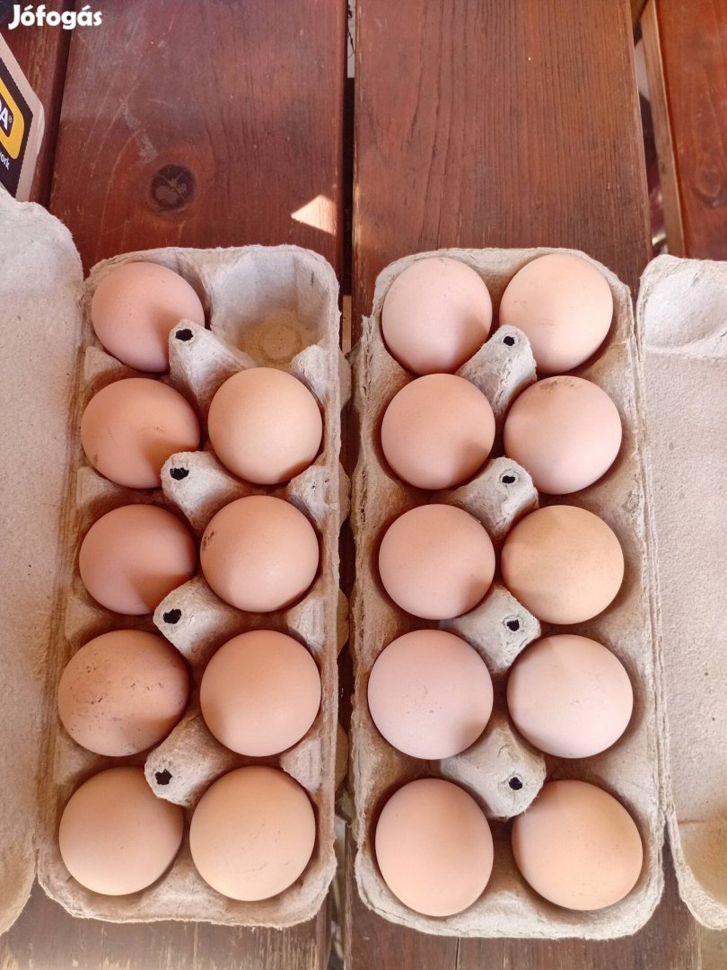 Keltetnivaló tojás