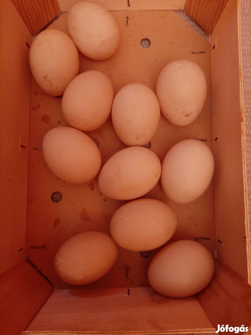 Keltni való néma kacsa tojások