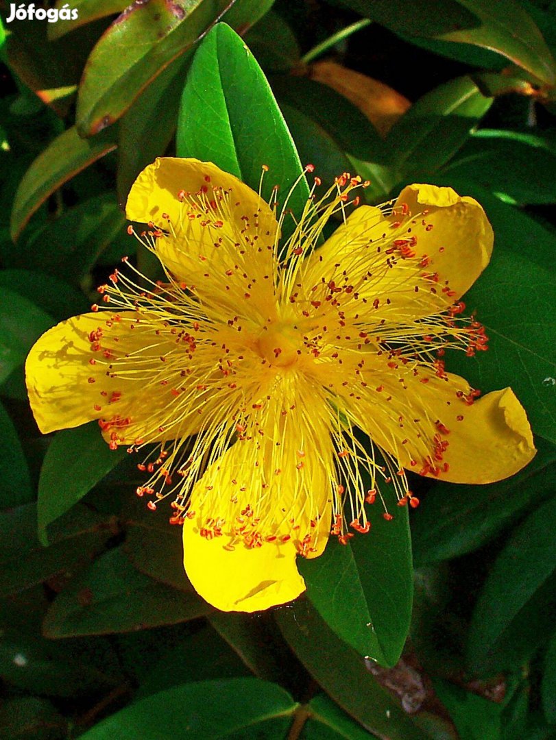 Kelyhes orbáncfű Hypericum calycinum talajtakaró