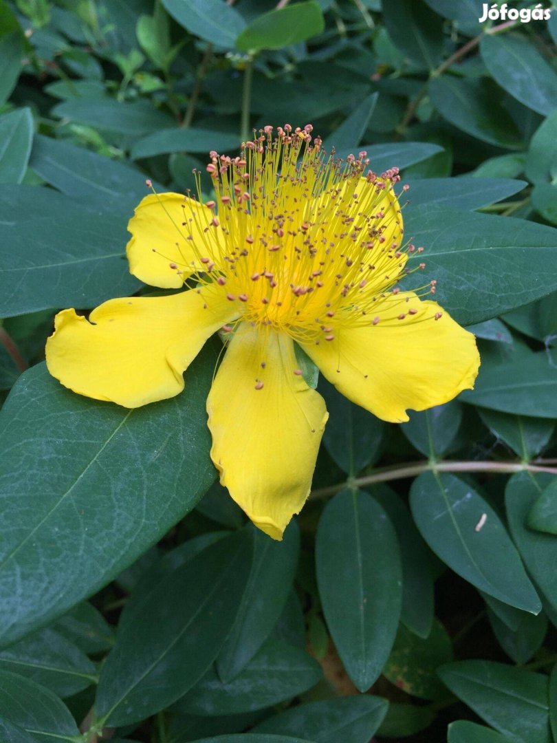Kelyhes örökzöld orbáncfű Hypericum calycinum