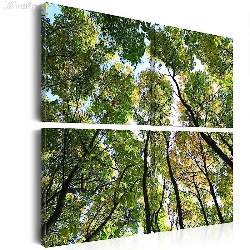 Kép - Erdő elúlnézetből