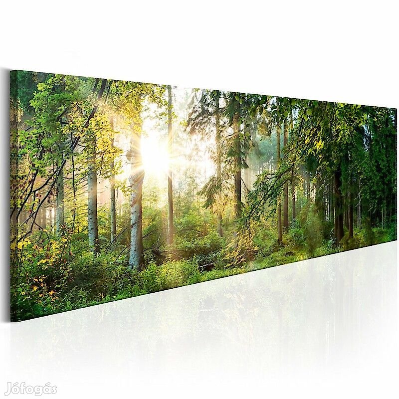 Kép - Erdő napfelkeltekor 1