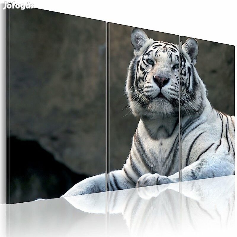 Kép - Fehér vadállat