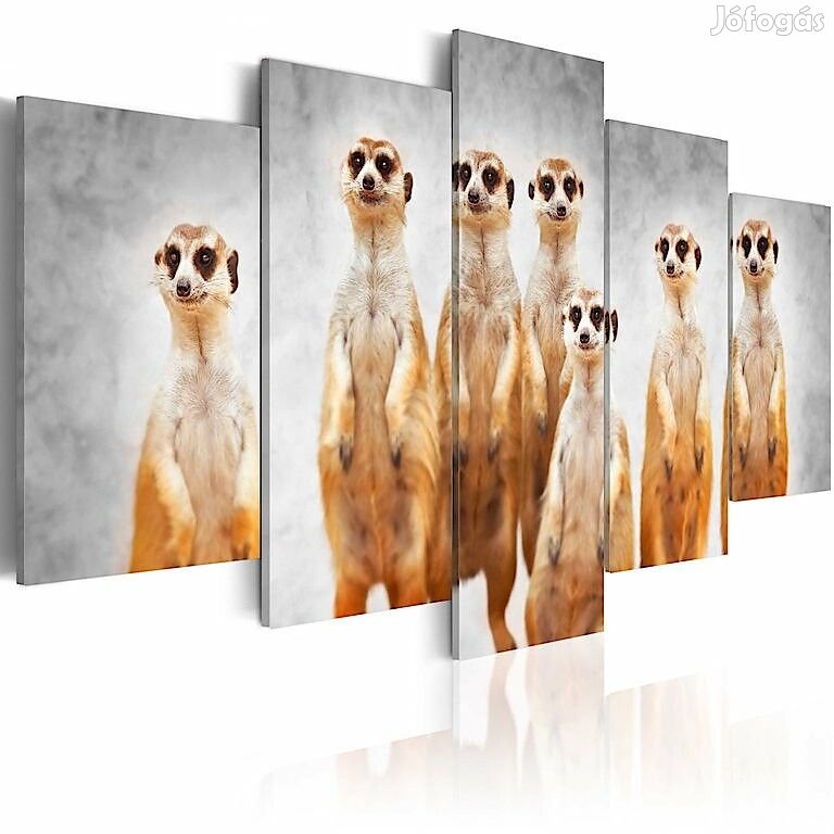 Kép - Meerkats fAx7rzTAeW