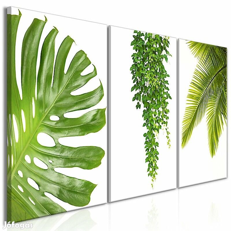 Kép - Pálmafa Nof7oCq5iW