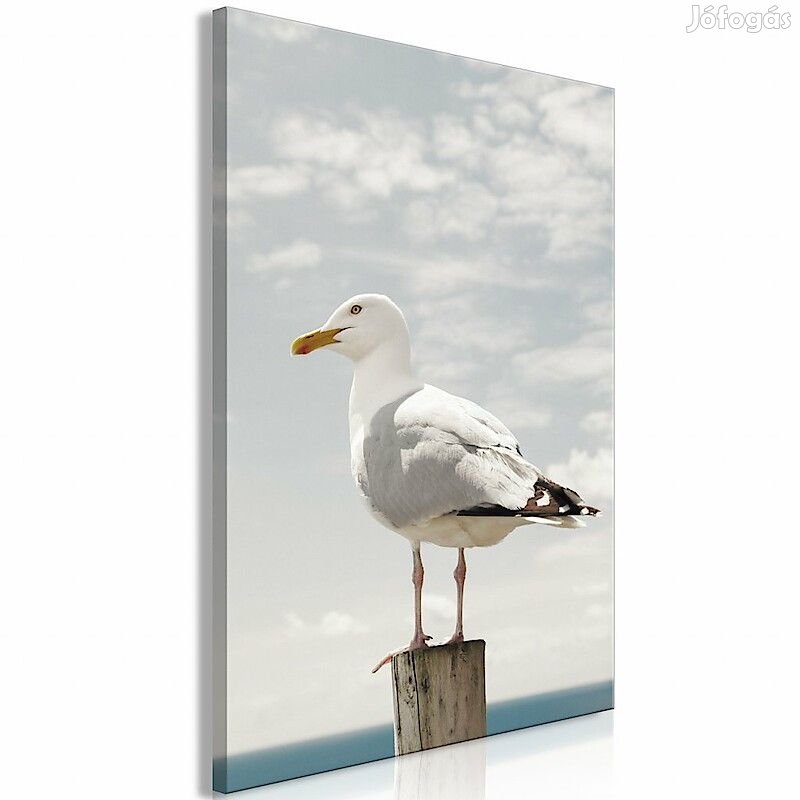 Kép - Sirály zmCpeIQJjlM