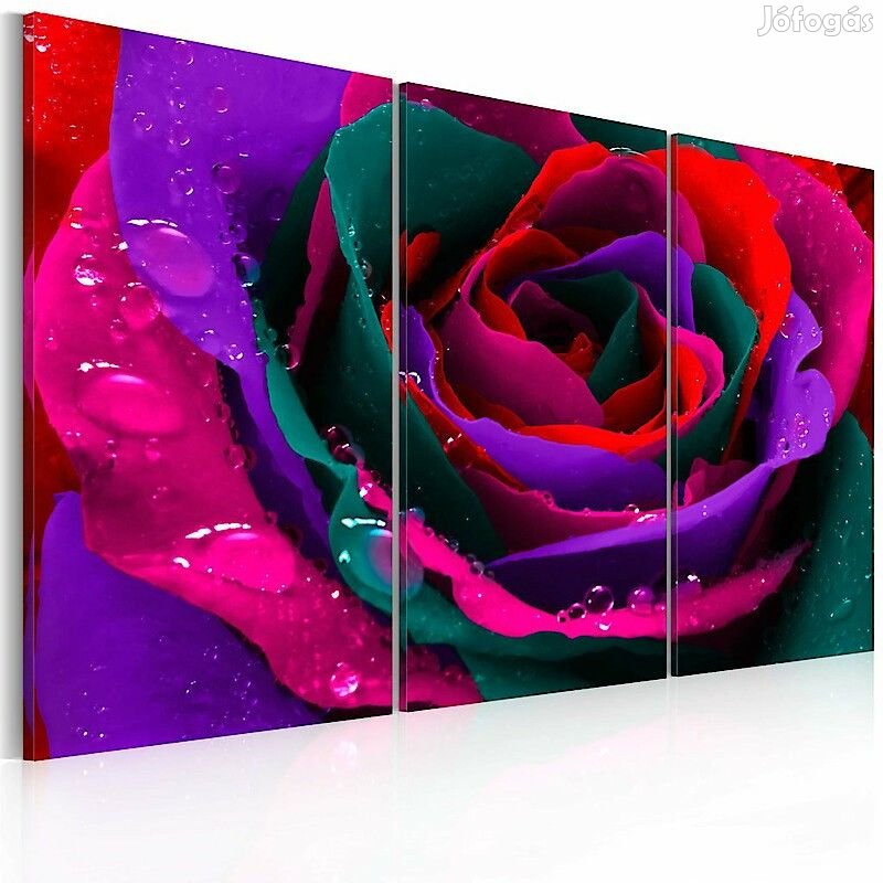 Kép - Sokszínű rózsa 2