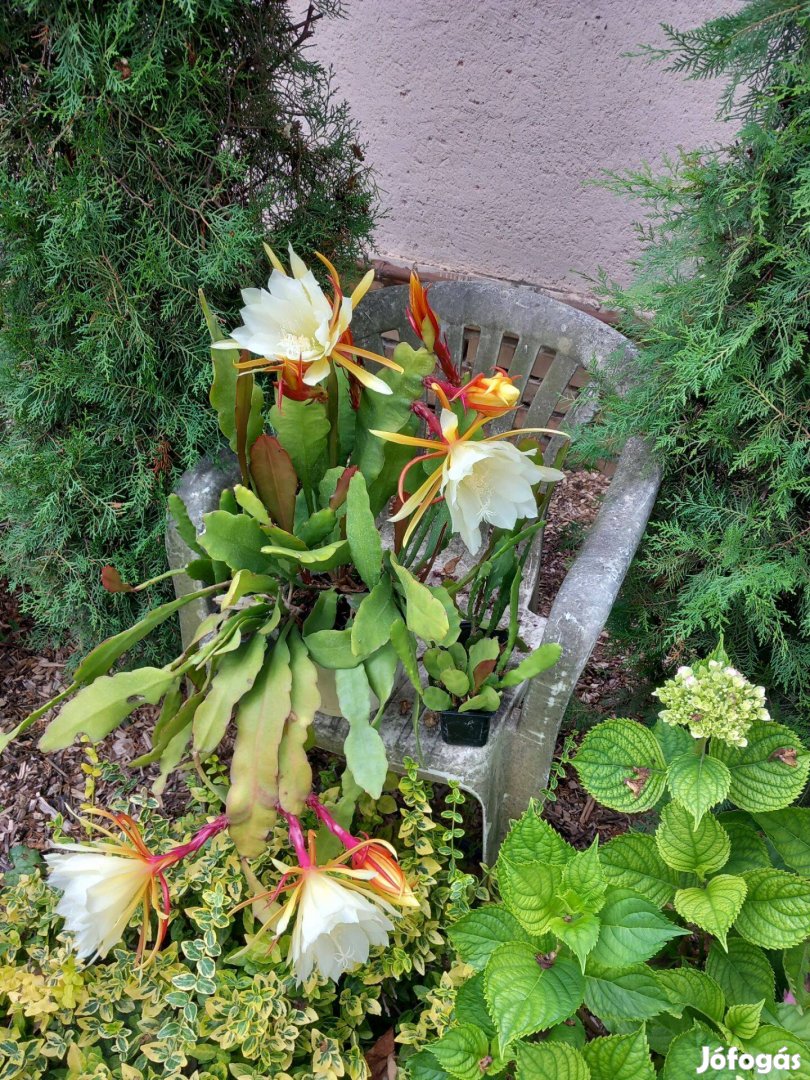 Képen látható levélkaktusz évelő szobanövények több méretbe