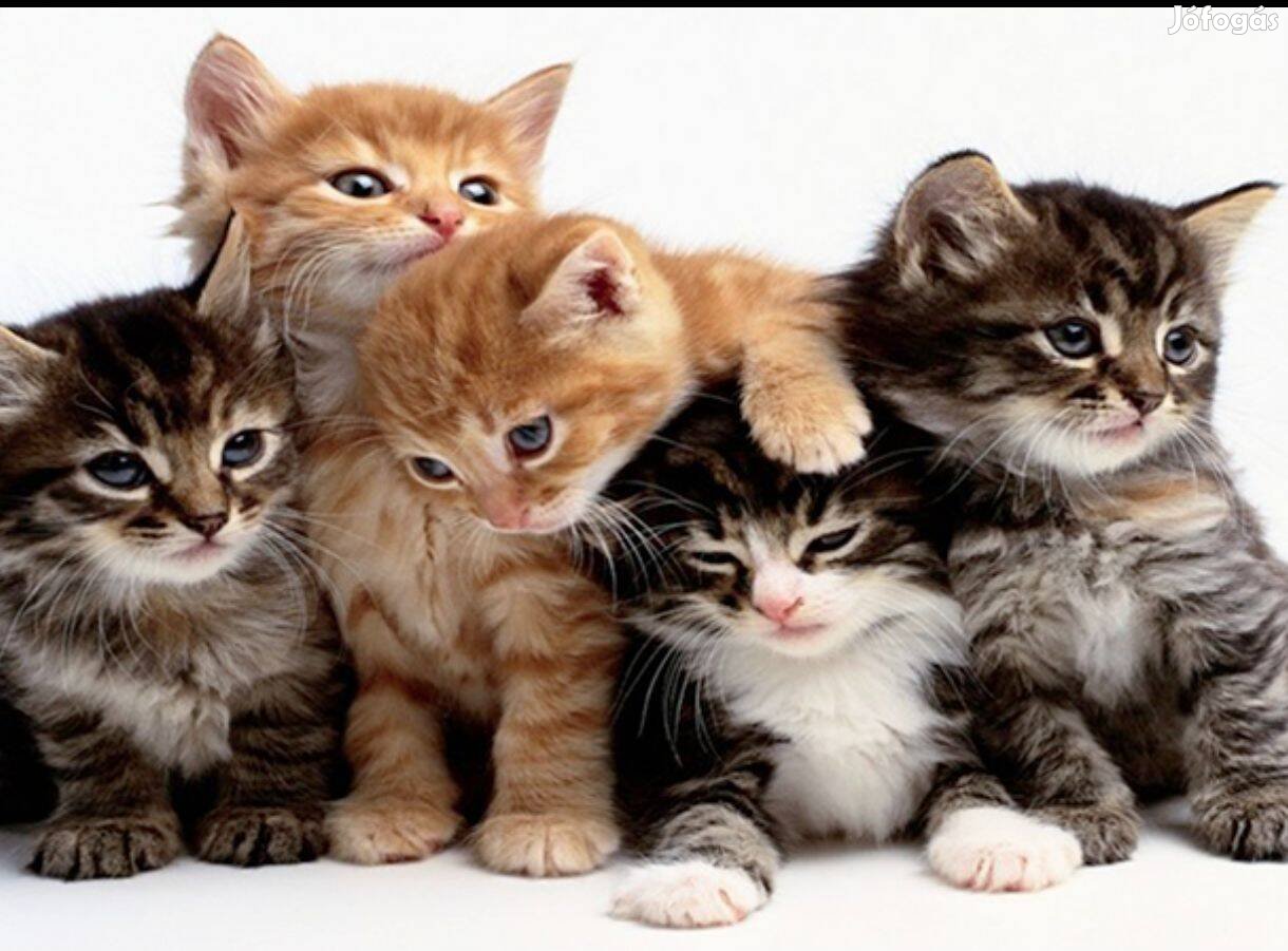 Keresek: 3 Tricolor kis cicát keresek !