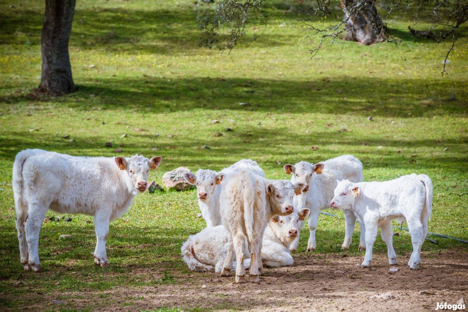 Keresek: 4 charolais üszőt vásárolnék