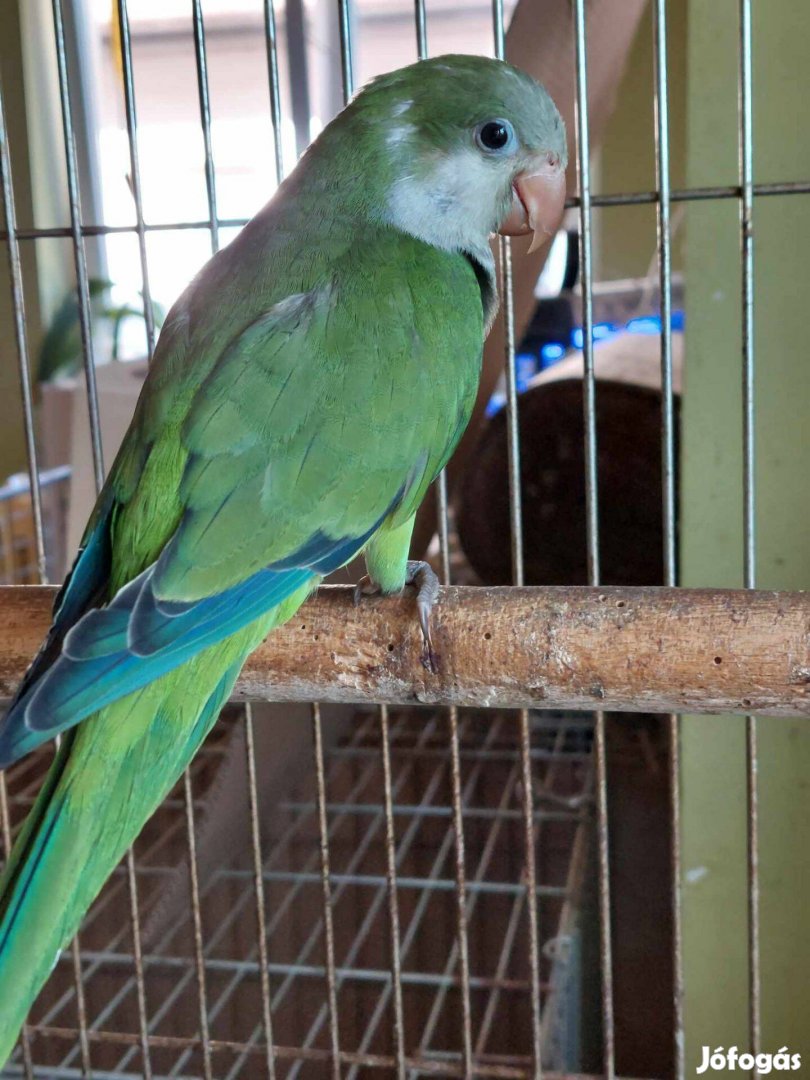 Keresek Barát papagáj