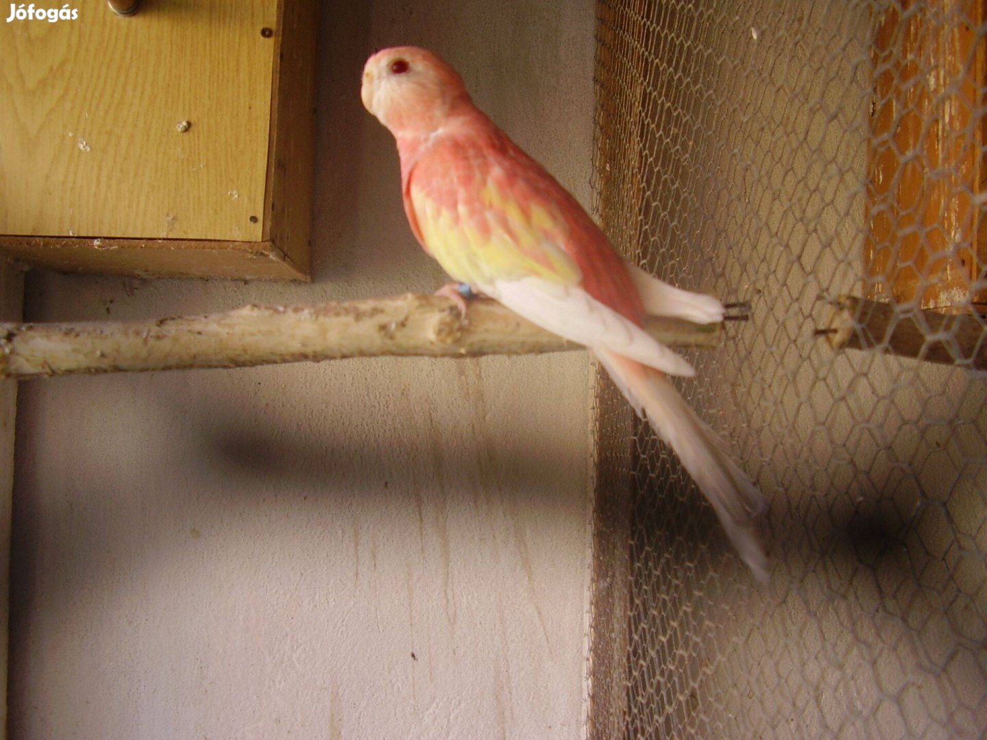 Keresek: Bourg papagajt tojo keresek megvetelre