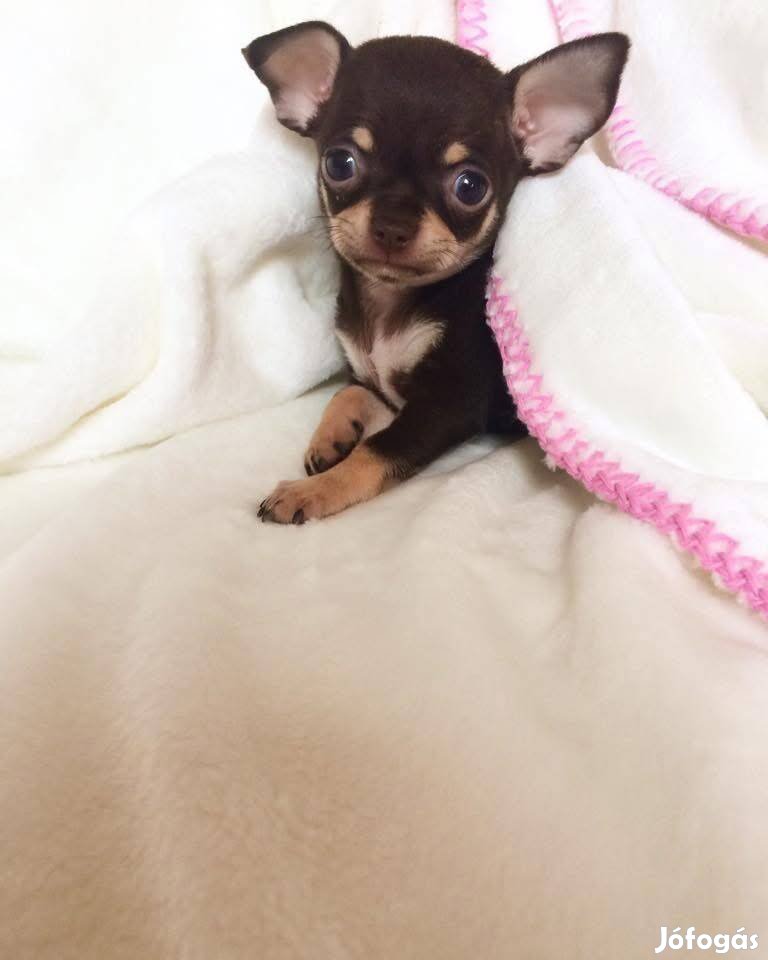 Keresek Csivavát keresek