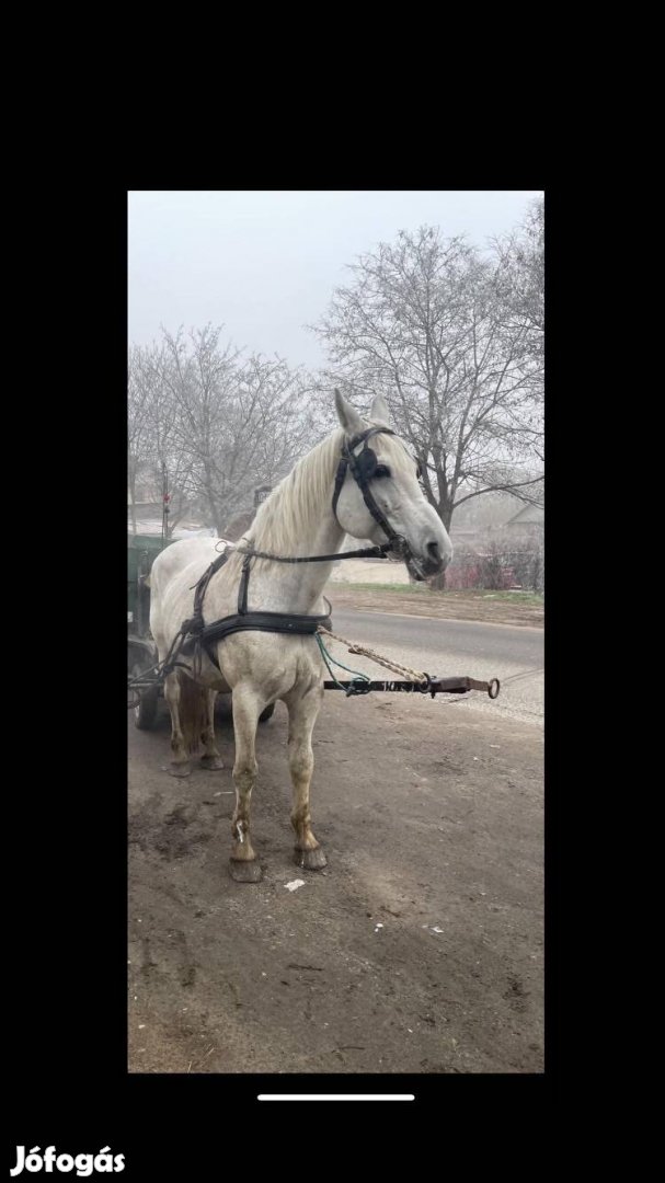 Keresek: Eladó vagy birkákra cserélném !