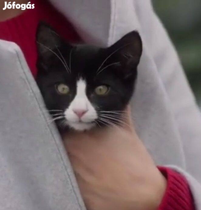 Keresek Fekete-fehér bundájú kiscica