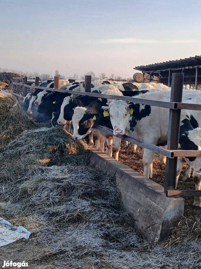 Keresek: Holstein friz bikákat vásárlok