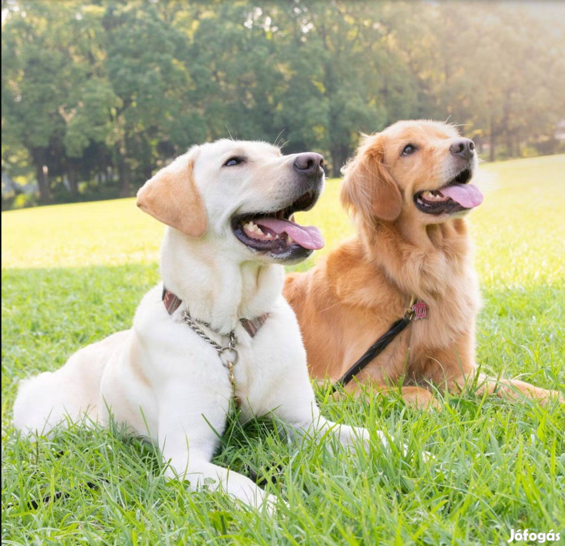 Keresek: Keresek Golden Retriever - Labrador jellegű kutyát