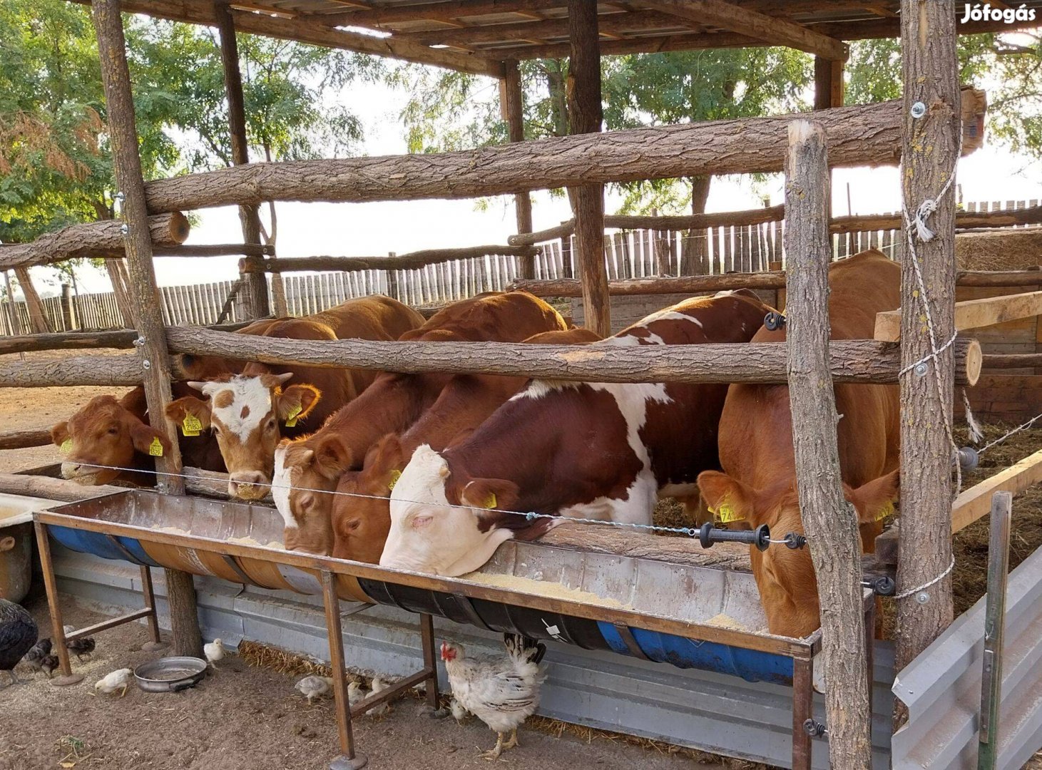 Keresek: Keresek limousin charolais magyartarka borjut