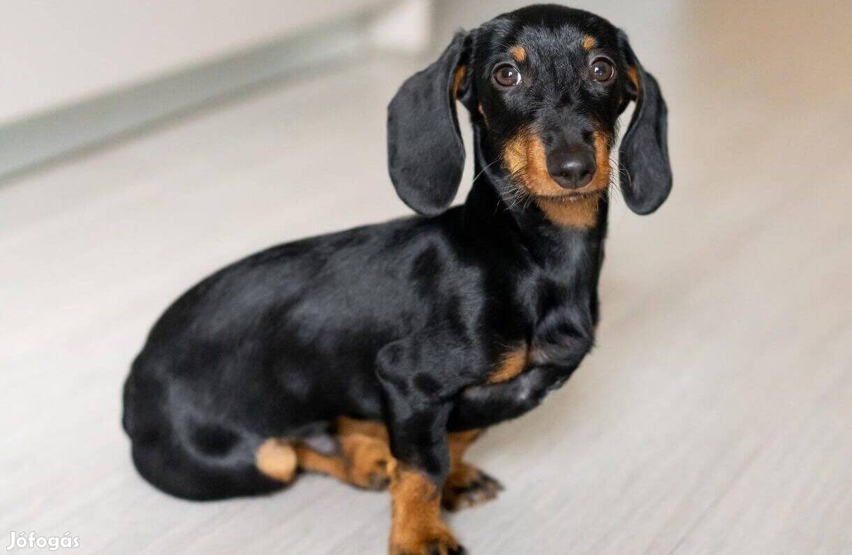 Keresek Keresünk családban fogadjuk