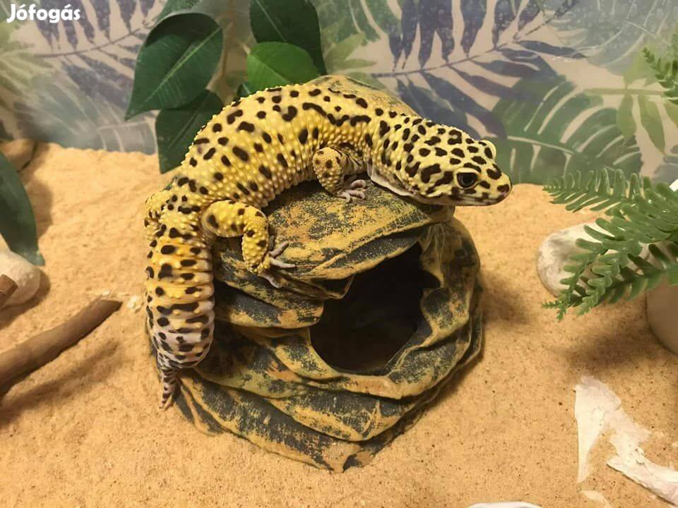 Keresek Kiadó albérletet keresünk!