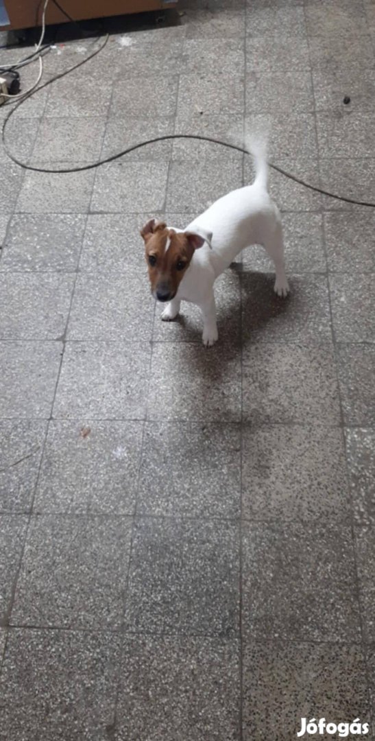 Keresek: Kis kutya jack russel terrier