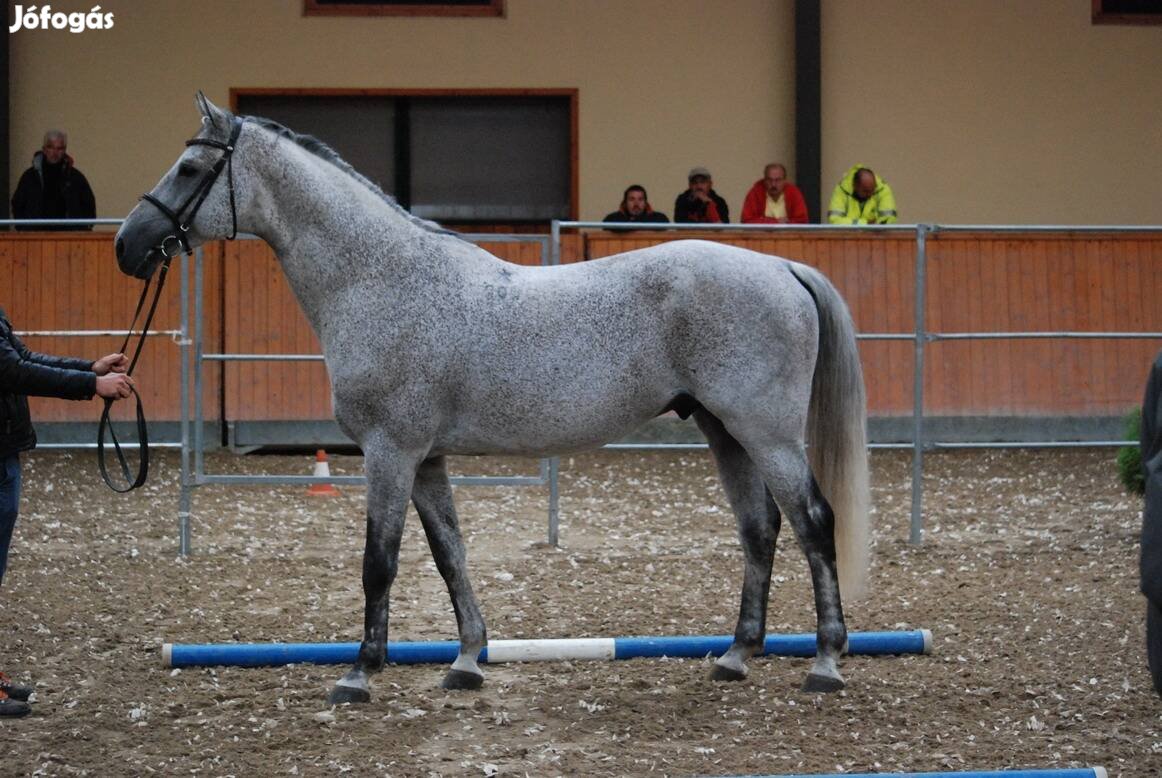 Keresek Kisbéri félvér