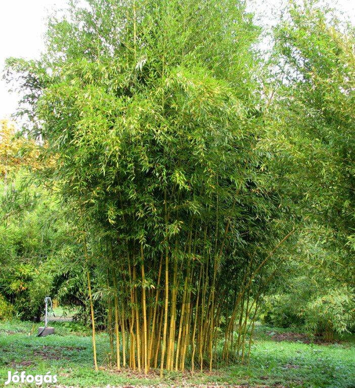 Keresek: Örökzöld bambusznádat keresek