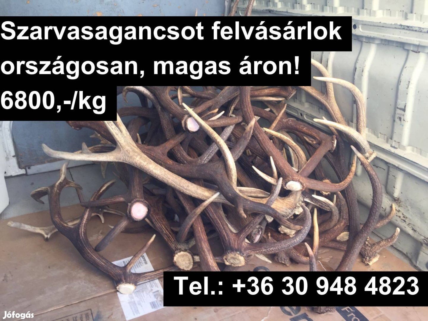 Keresek: Szarvasagancs felvásárlás országosan, Agancs