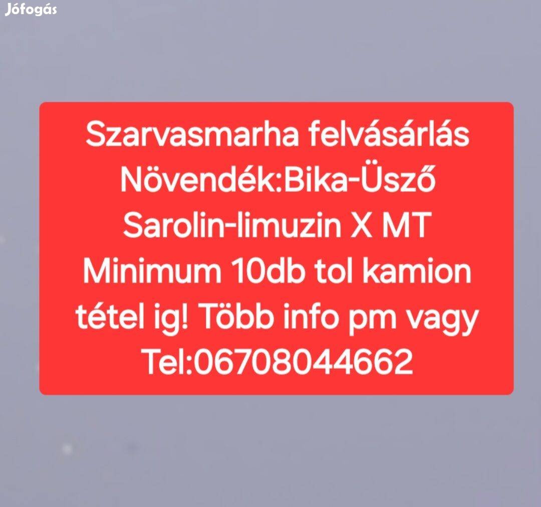 Keresek: Szarvasmarha felvásárlás Növendék:Bika-Üsző Sarolin-limuzin X MT