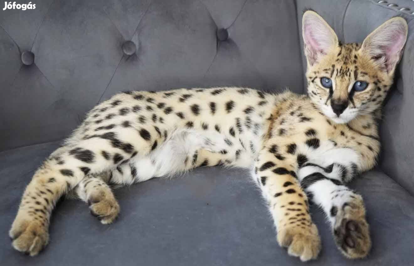 Keresek Szavanna cicát keresek