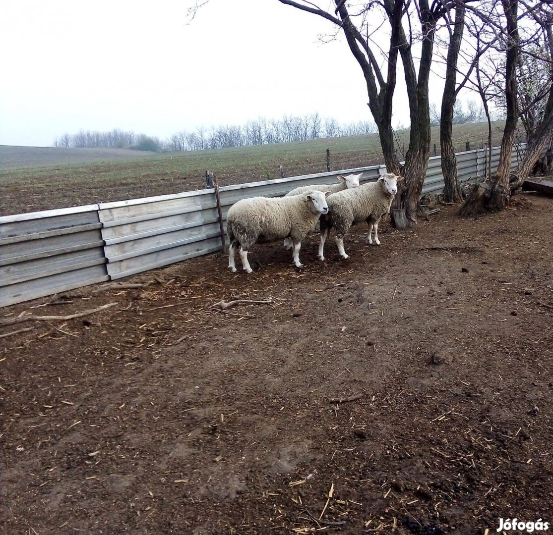 Keresek: Texel kost vennék