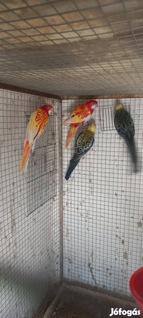 Keresek vásárolnék nimfa hullámos kecske énekes papagájok