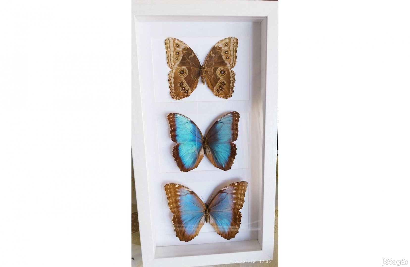 Keretezett pillangó 3db Morpho Helenor Carillensis azúrlepke keretben