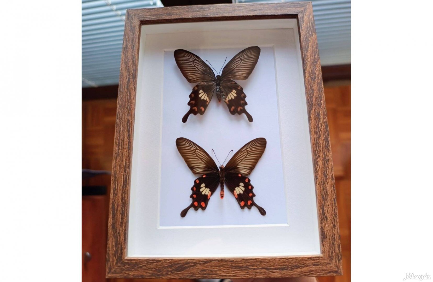 Keretezett pillangó Pachliopta aristolochiae preparált lepke pár keret