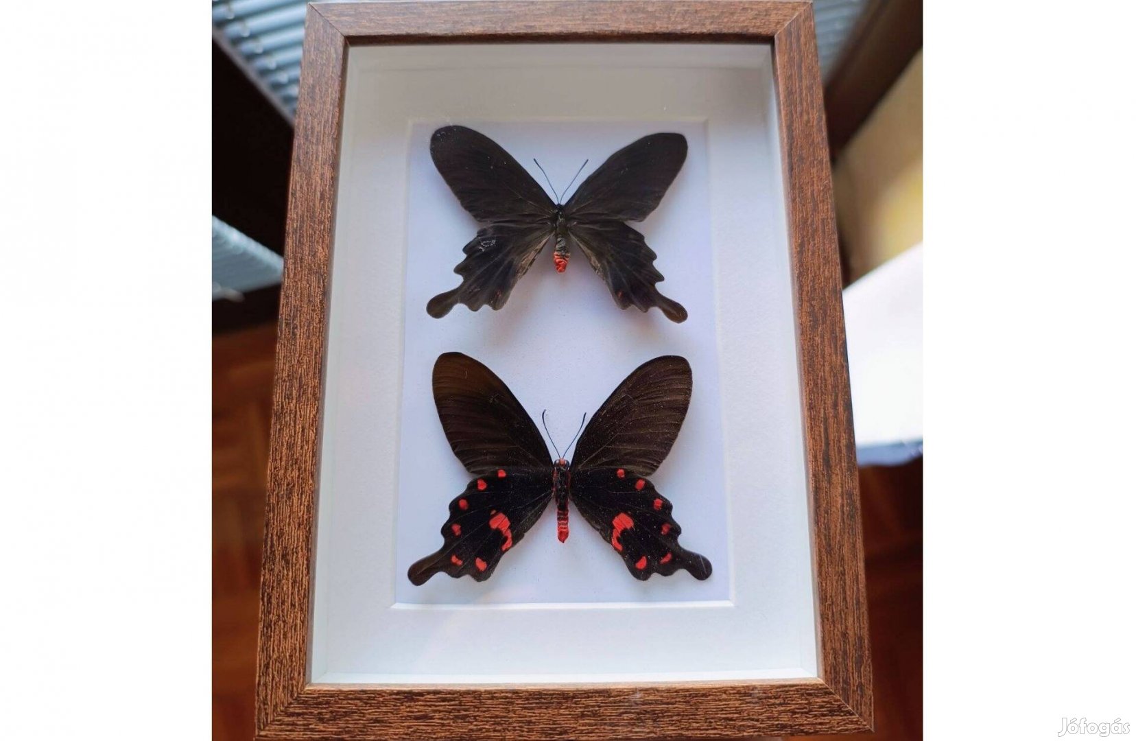 Keretezett pillangó Pachliopta kotzebuea preparált lepke pár keretben