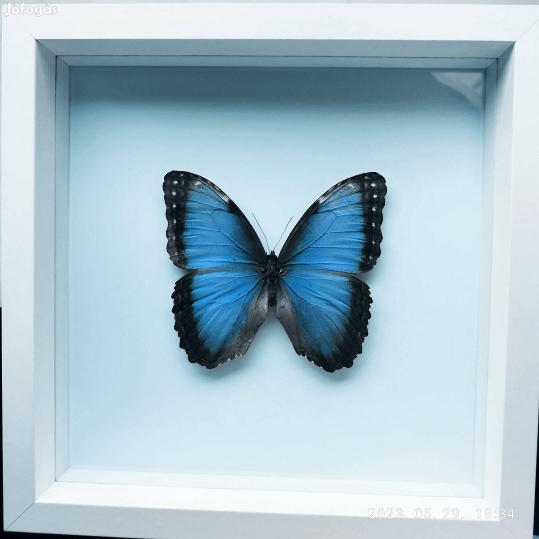 Keretezett pillangó / Morpho - kék azúrlepke fehér 3D keretben