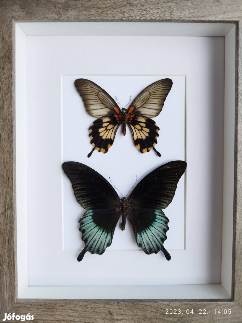 Keretezett pillangó - Papilio Memnon Lowii igazi lepke pár 3D keretben